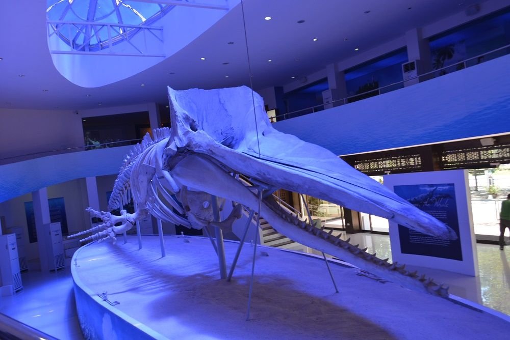 Large whale skeleton display in a museum with blue lighting